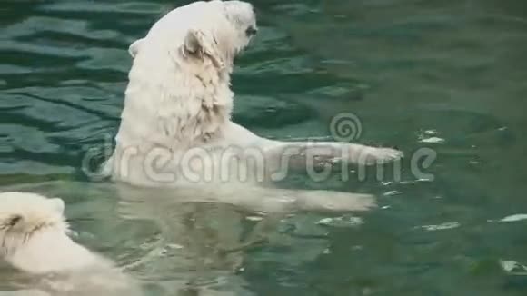 动物园里的北极熊视频的预览图
