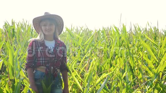 智慧农业慢动作视频概念农学家女孩在玉米地里拿着平板电脑视频的预览图