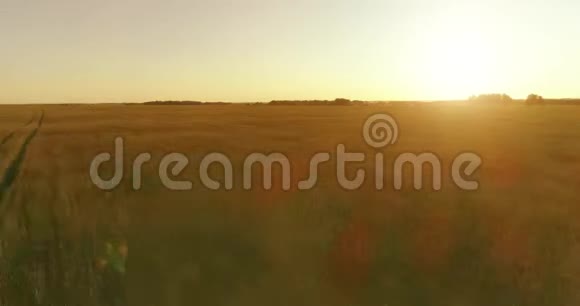 夏季阳光充足的夜晚低空飞行在乡村夏田之上有着无尽的黄色景观地平线上的太阳视频的预览图