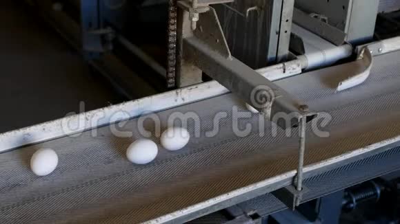 生产的鸡蛋家禽鸡蛋经过输送机进一步分拣特写出厂视频的预览图