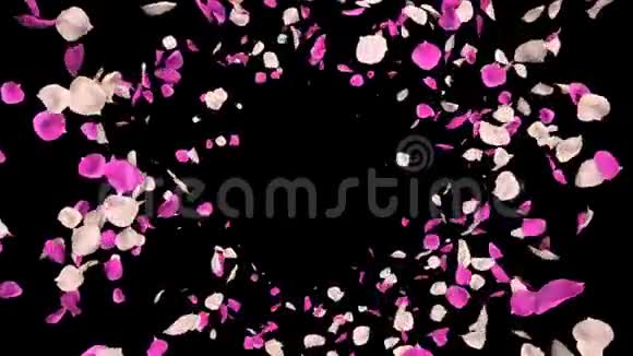 飞翔的浪漫的粉红色玫瑰花瓣落在阿尔法孤立的循环视频的预览图