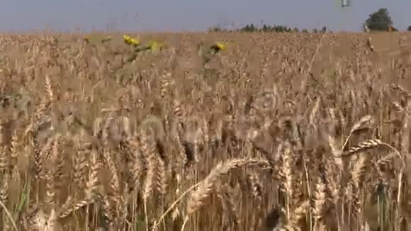 成熟的小麦作物穗在风中移动视频的预览图