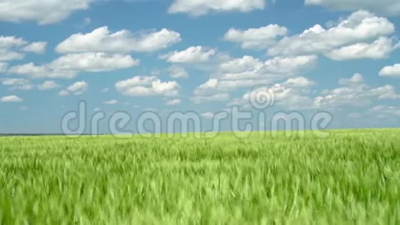 青麦芽在田野和多云的天空明媚的春天视频的预览图