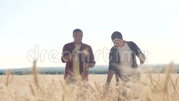 团队合作生活方式智能农业两个农民在一个麦田里工作农民探索正在研究数码男子视频的预览图
