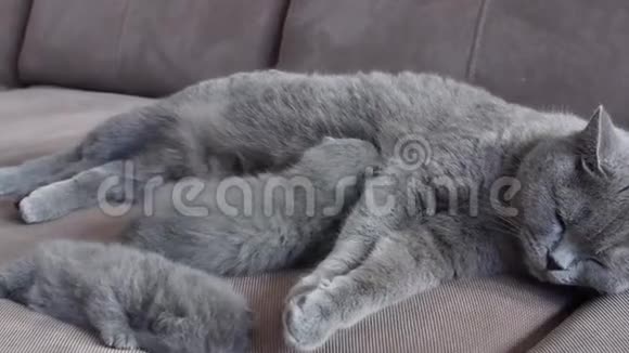 猫妈妈在沙发上喂可爱的小猫视频的预览图
