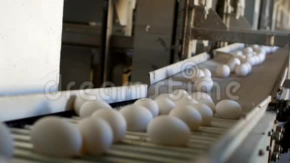 生产的鸡蛋家禽鸡蛋经过输送机进一步分拣特写出厂鸡蛋视频的预览图