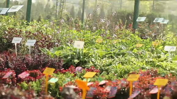栽培植物全景图总平面图园林中心浇水植物生长苗木视频的预览图