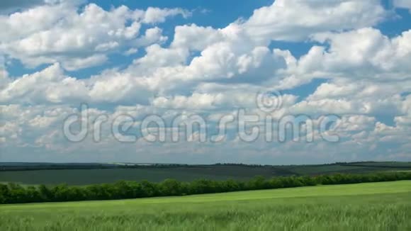 青麦芽在田野和多云的天空明媚的春天视频的预览图