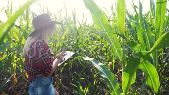 智慧农业慢动作视频概念生活方式女孩农学家在玉米地里拿着平板电脑视频的预览图