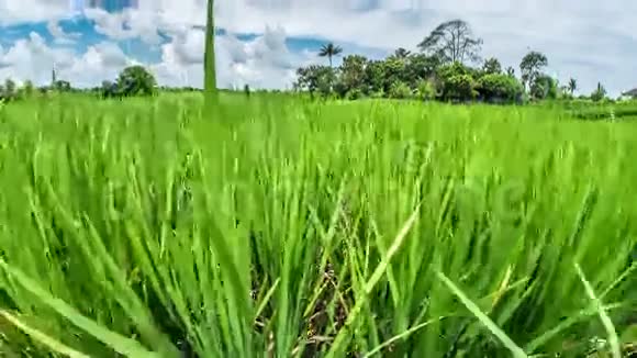 巴厘岛稻田运动4K视频的预览图