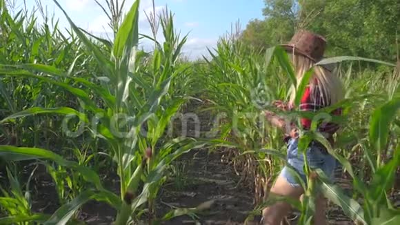 智慧农业慢动作视频概念女孩农学家在玉米地里拿着平板电脑正在学习和学习视频的预览图