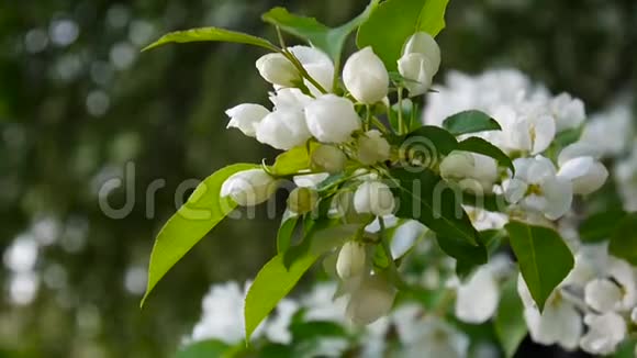 花园里春天的风上一棵棵美丽的苹果树开了花静态摄像机视频的预览图