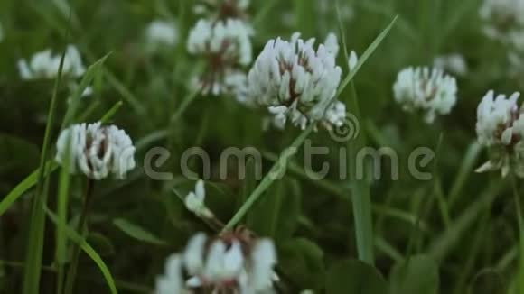 在茂密的绿草中盛开的小花的特写视频视频的预览图