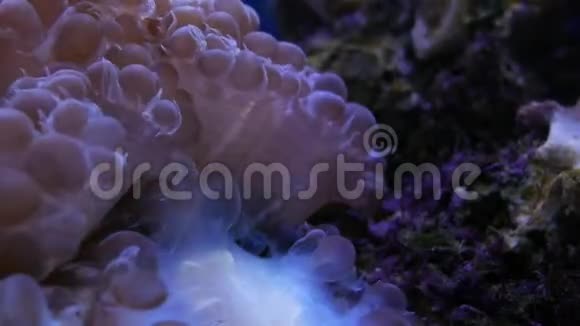 海底世界美丽的海洋花有珊瑚和鱼视频的预览图