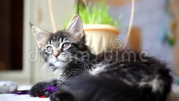黑色的塔比色的缅因州小猫在玩视频的预览图