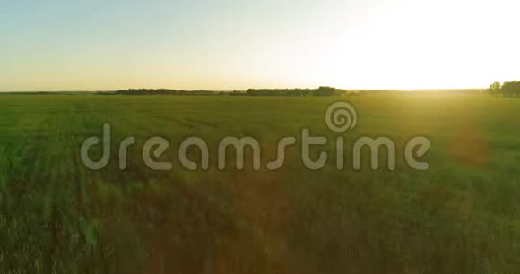 夏季阳光充足的夜晚低空飞行在乡村夏田之上有着无尽的黄色景观地平线上的太阳视频的预览图