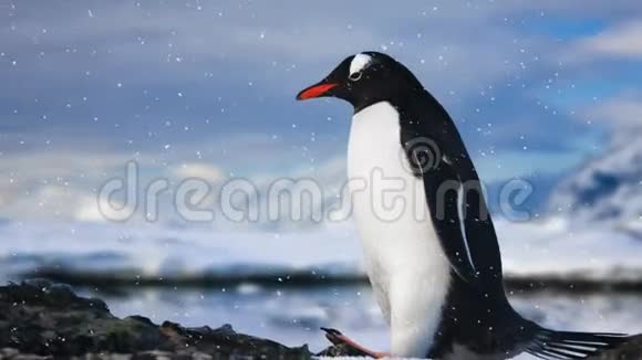 南极野生动物站在岩石上的孤独企鹅视频的预览图