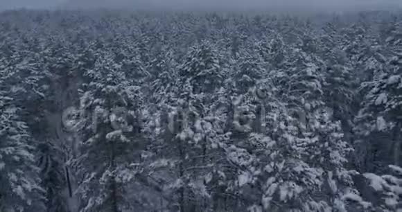 西伯利亚冬季森林俄罗斯泰加视频的预览图