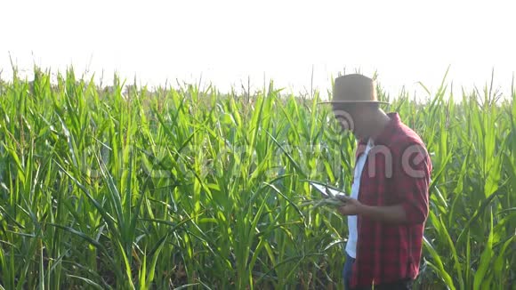 智慧农业概念男人慢动作视频农艺师在玉米地里拿着生活方式平板触摸电脑视频的预览图