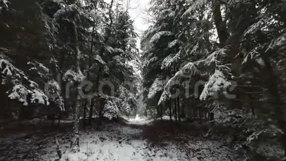 阳光明媚的一天森林里的风景视频的预览图
