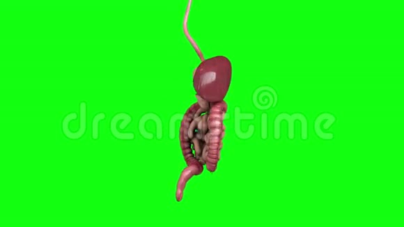 消化系统人体肠道绿色屏幕画面视频的预览图