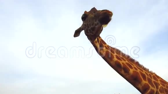 非洲长颈鹿视频的预览图