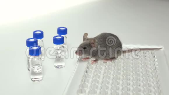 灰色实验室老鼠视频的预览图