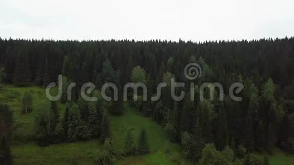 无地平线的常绿针叶林从上面可以看到空中景色视频的预览图