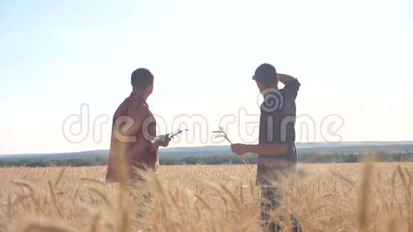 团队合作智能农耕生活方式慢动作视频两名农民在麦田工作农民探索正在研究男子视频的预览图