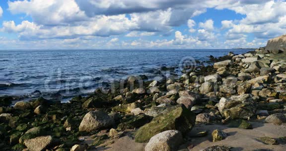 拉脱维亚海滩上的石头上的海草视频的预览图
