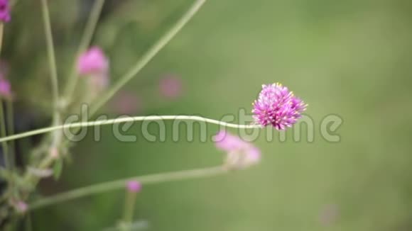 花园中的粉红色花朵模糊自然背景复古风格的色彩色调自然绿色模糊背景视频的预览图