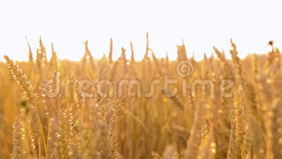 有成熟小麦小穗的麦田视频的预览图