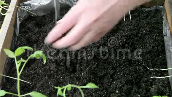 女人把番茄幼苗放进盒子里视频的预览图