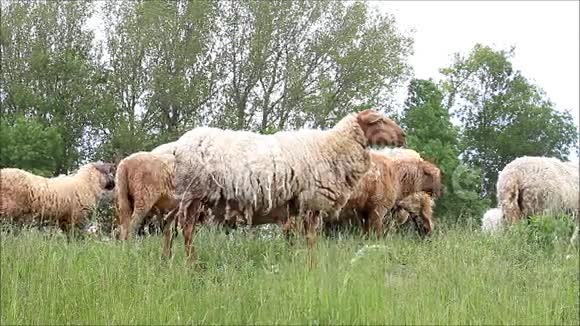绵羊在吃草视频的预览图