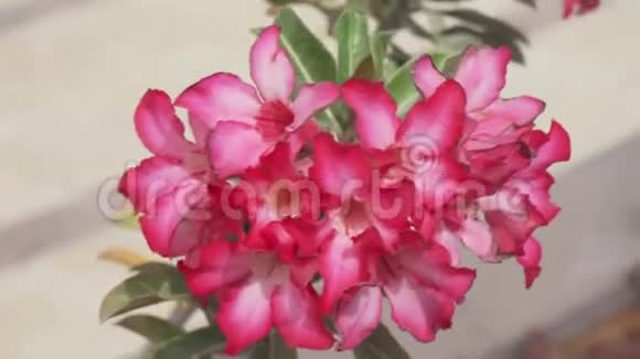 美丽的植物红花股票录像视频的预览图