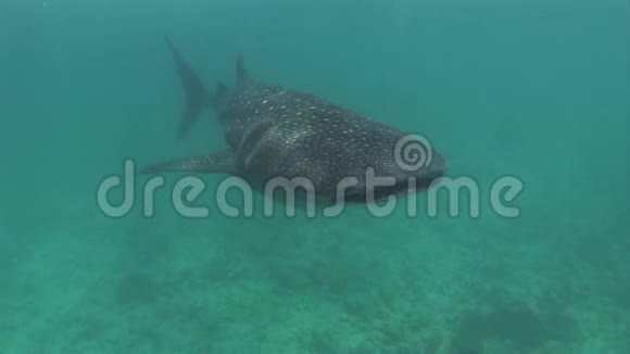 鲸鲨海水下寻找食物在海底马尔代夫视频的预览图