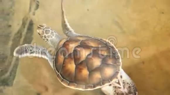 在科斯戈达湖海龟孵化场游泳的小海龟视频的预览图