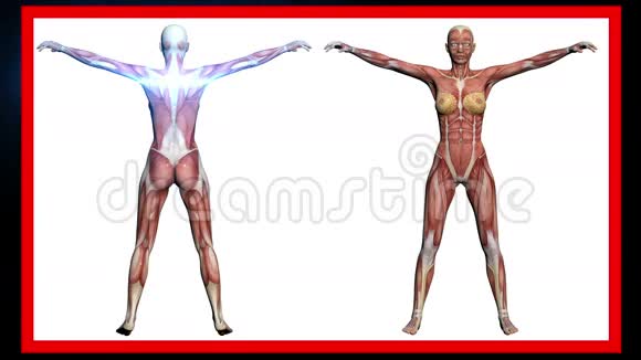 三维软件制作的人体解剖女性肌肉扫描视频的预览图