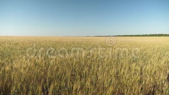 小麦穗粒摇风环保小麦成熟麦地对抗蓝色视频的预览图