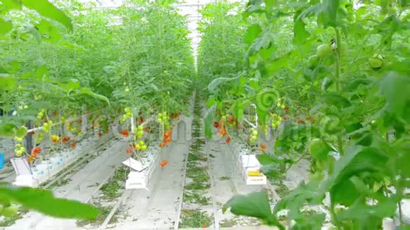 一排排番茄水培植物视频的预览图
