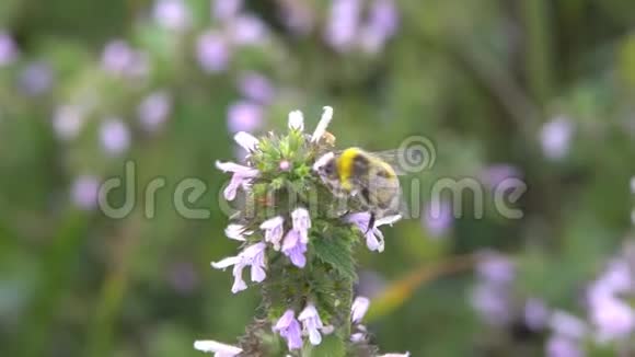 大黄蜂在采集花蜜视频的预览图