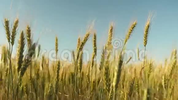 环保小麦小麦穗粒摇风成熟麦地对抗蓝色视频的预览图