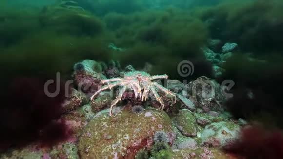 巴伦支海海底的堪察加螃蟹视频的预览图