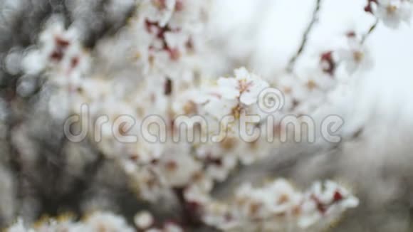 开花的树春天公园的一棵树上开着白花春天花园视频的预览图