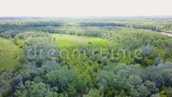 夏季森林鸟瞰图剪辑绿色林区的俯视图视频的预览图