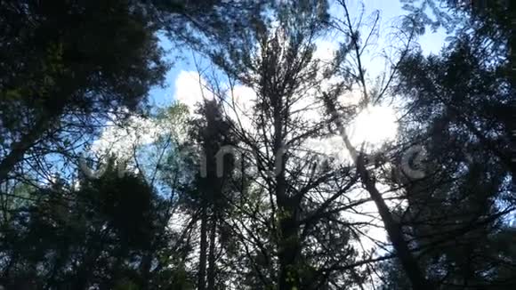 南安大略的树木视频的预览图