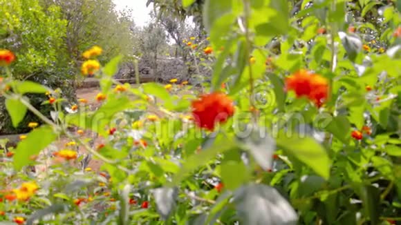 意大利南部花园的宁静生活有黄色红色的花和彩色的蝴蝶视频的预览图