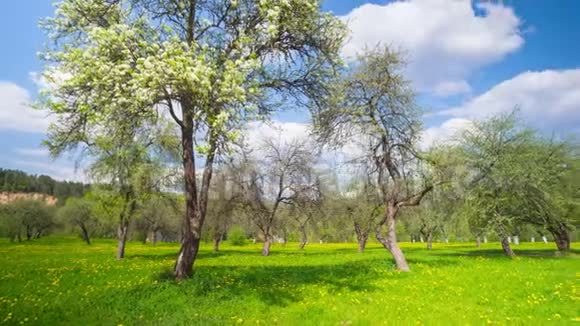 春苹果园全景时光流逝视频的预览图