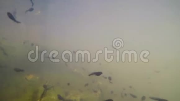 池塘里的水下视频的预览图