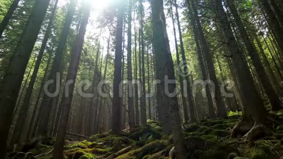 森林树木发出光芒视频的预览图